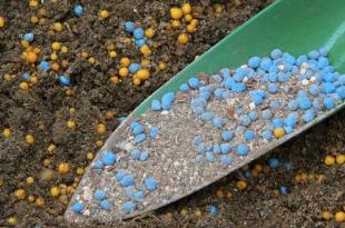 Особенности питания цветов: когда проводится подкормка гладиолусов Подкормка гладиолусов мочевиной
