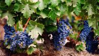 Лучшие сорта винограда для личного потребления