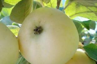 Какие бывают яблони: названия видов красных и жёлтых сортов яблок Сорта яблонь с описанием