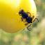 Вишневая муха — описание, методы борьбы Как бороться с вишневой мухой на черешне