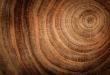 Деревянные слэбы: расставляем точки над «i Столешница из деревянных спилов