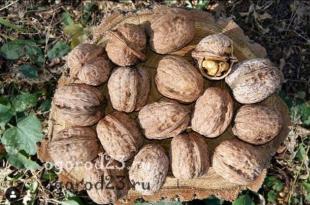 Зимостойкие сорта грецкого ореха для вашей усадьбы Высокорослые сорта грецкого ореха для опыления, прививок и озеленения